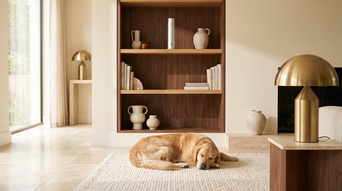 Difusor Pure One en acabado Matte Silver colocado en una balda alta mientras un golden retriever duerme en la alfombra de abajo.
